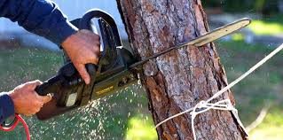 Best Soil Testing and Treatment  in Athens, TX