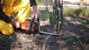 Best Tree Mulching  in Athens, TX