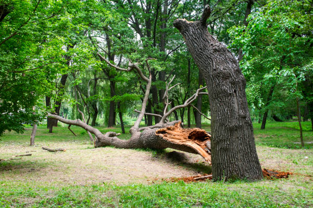 Best Tree Mulching  in Athens, TX