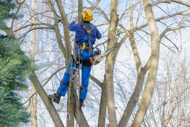 Best Tree and Shrub Care  in Athens, TX