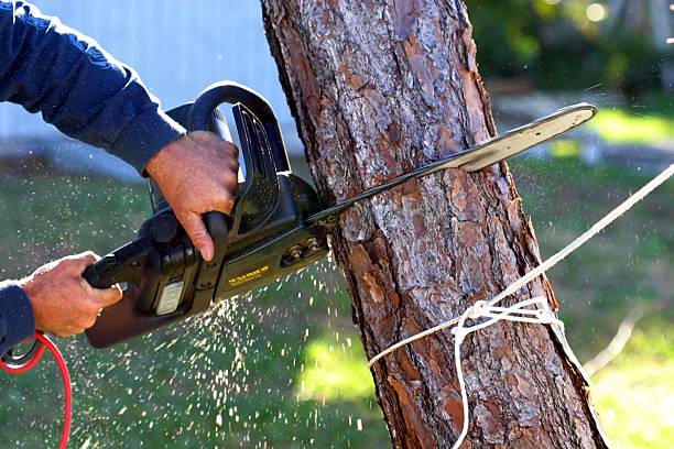 Best Lawn Mowing  in Athens, TX