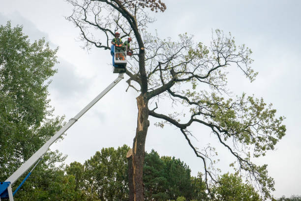 Best Landscape Design and Installation  in Athens, TX