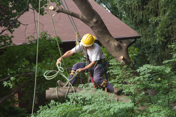 Best Tree Disease Treatment  in Athens, TX