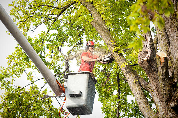 Best Utility Line Clearance  in Athens, TX