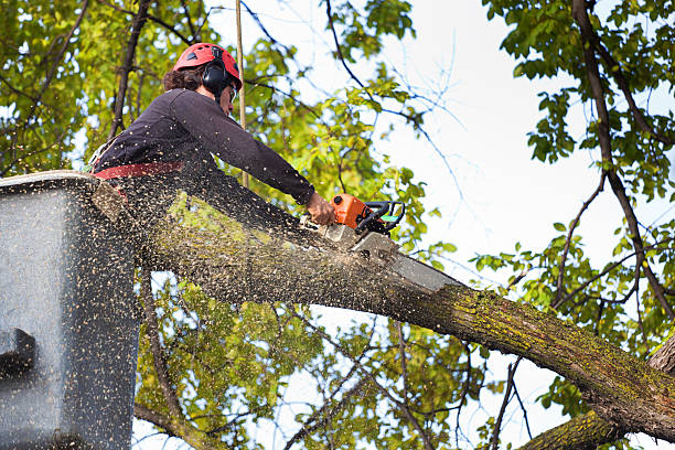 Best Stump Grinding and Removal  in Athens, TX