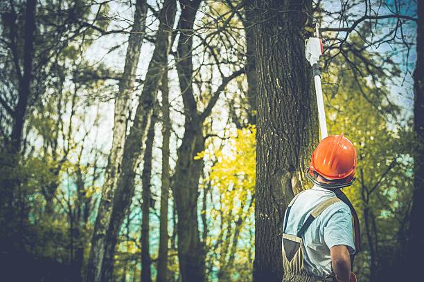 Best Tree Risk Assessment  in Athens, TX
