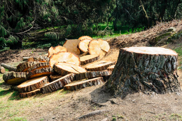 Best Arborist Consultation Services  in Athens, TX